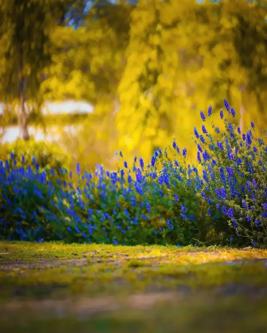 CB Field Of Flowers  Editing Background