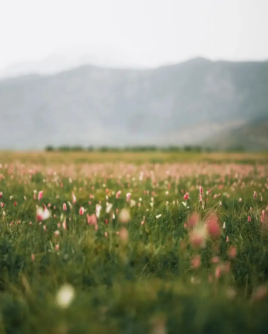 CB Field Of Flowers With A Mountain In The Background