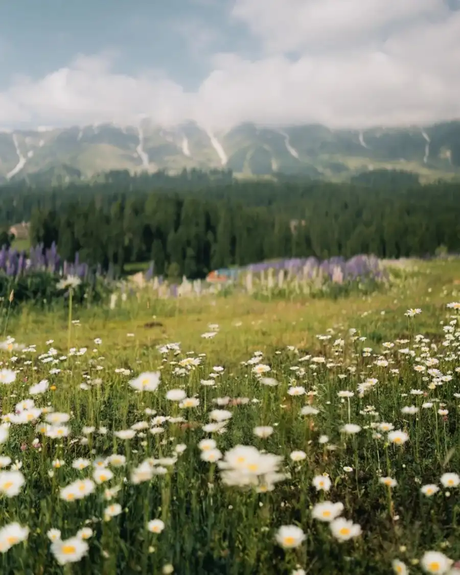 CB Field Of Flowers With Trees In The  Background