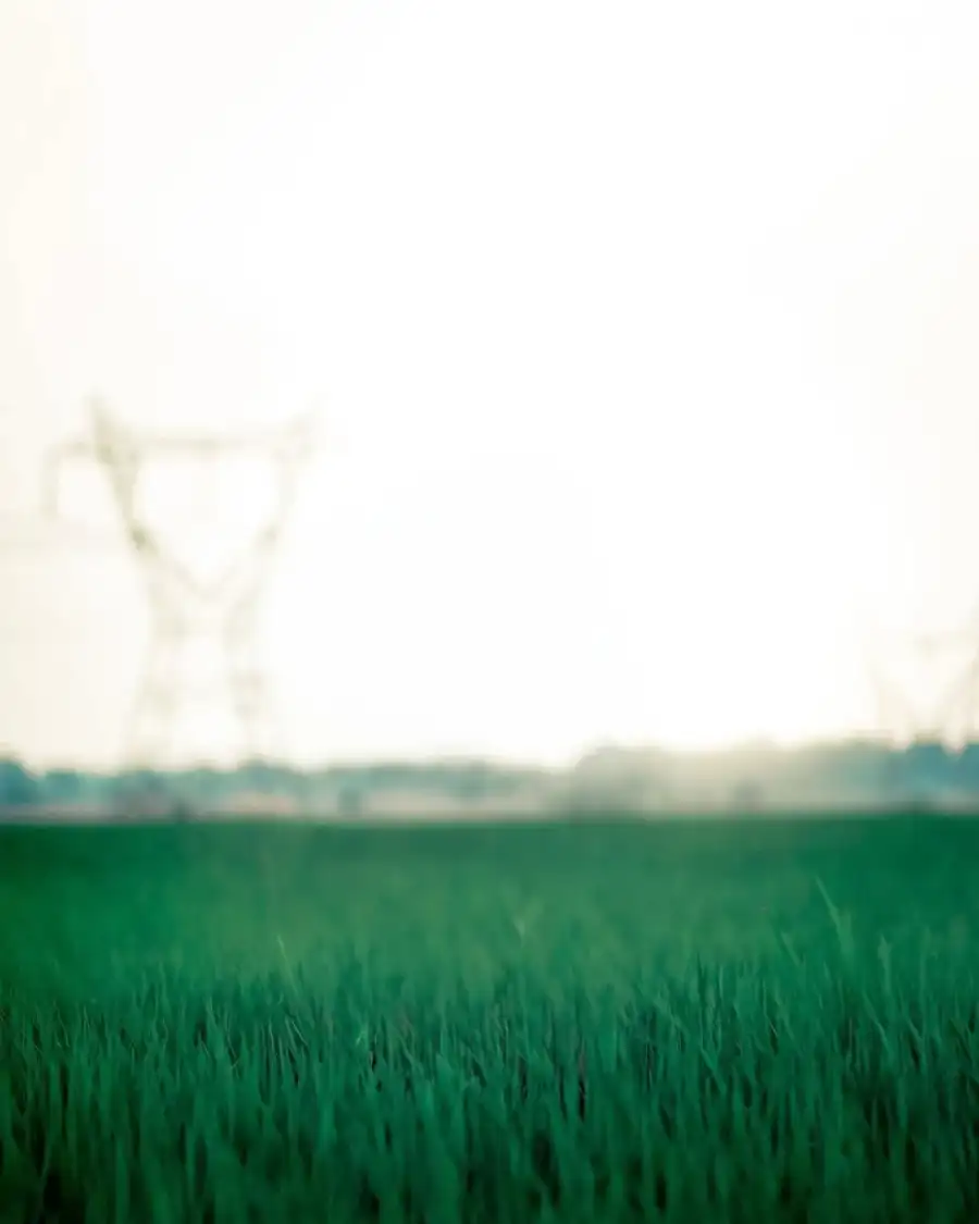 CB Field Of Grass With A Tree In The Background