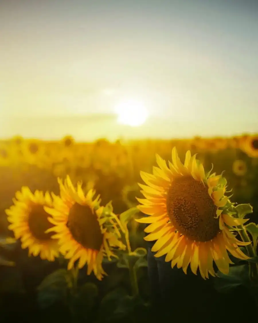 CB Field Of Sunflowers Background Full HD