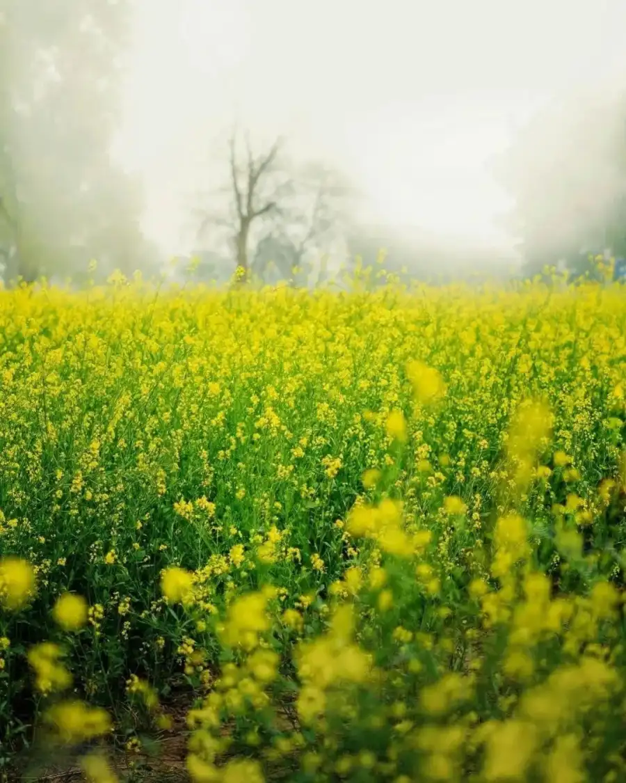 CB Field Of Yellow Flowers Editing  Background