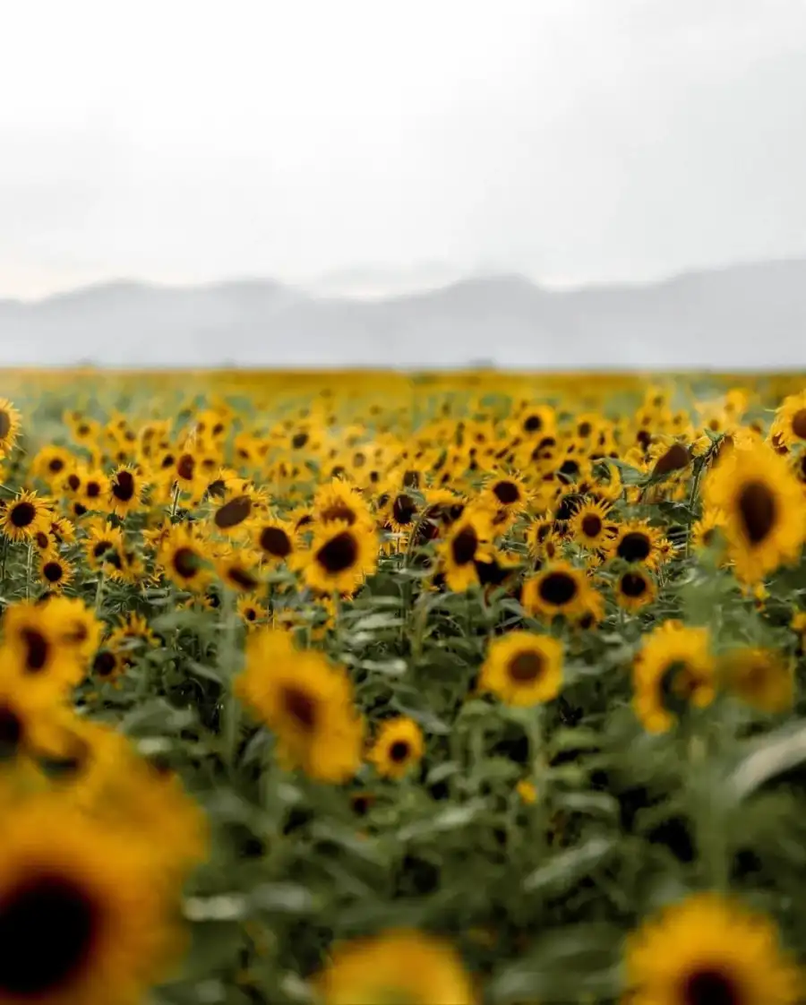 CB Field Of Yellow SunFlowers Full HD  Background