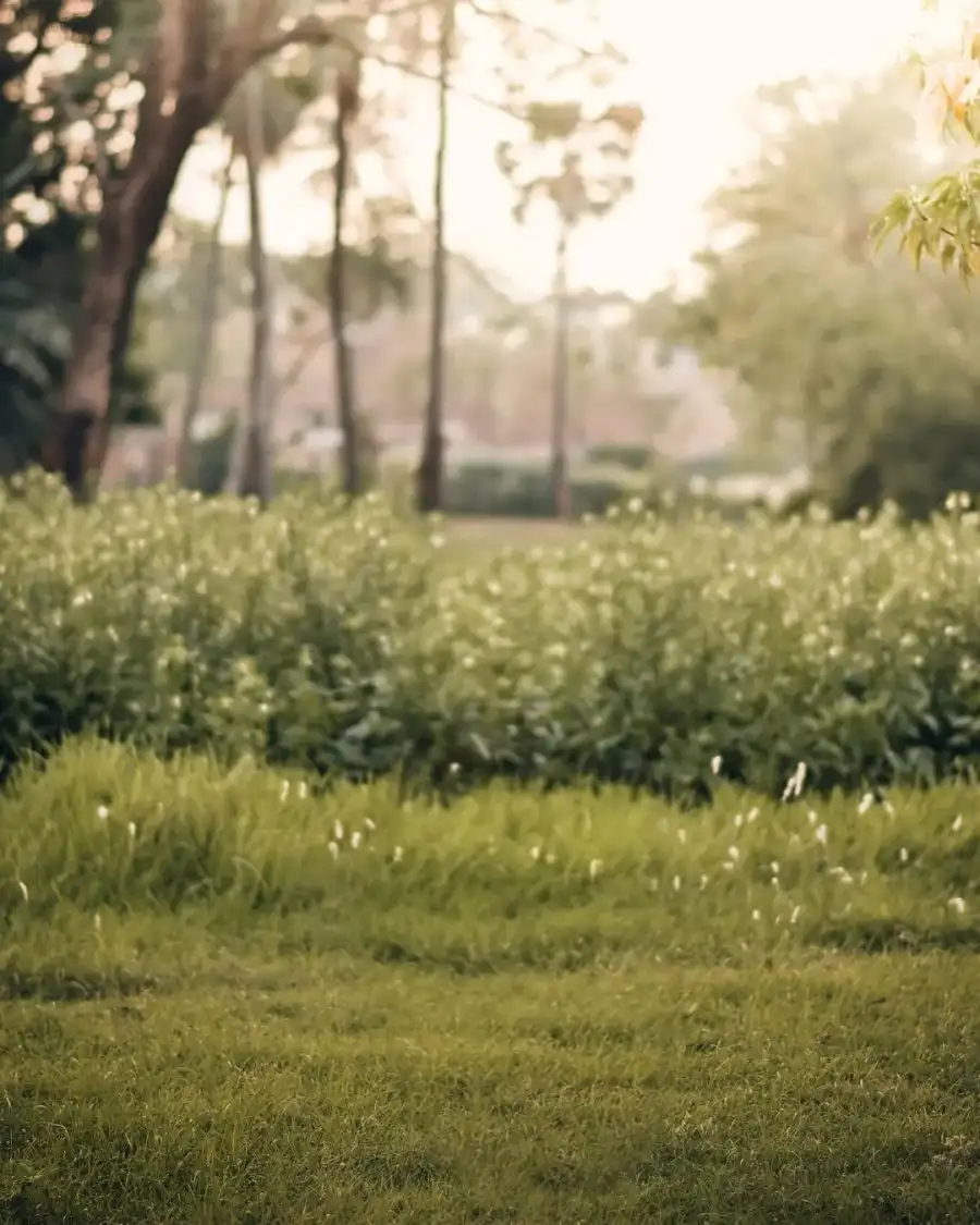 CB Grassy Area With Trees In The  Background