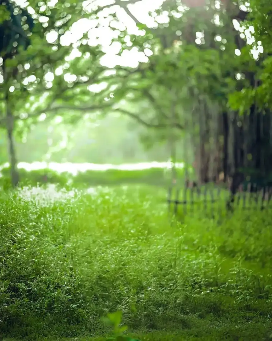 CB Grassy Area With Trees In The Background