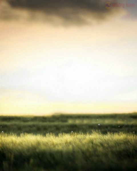 CB Green Grass Photo Editing Background HD