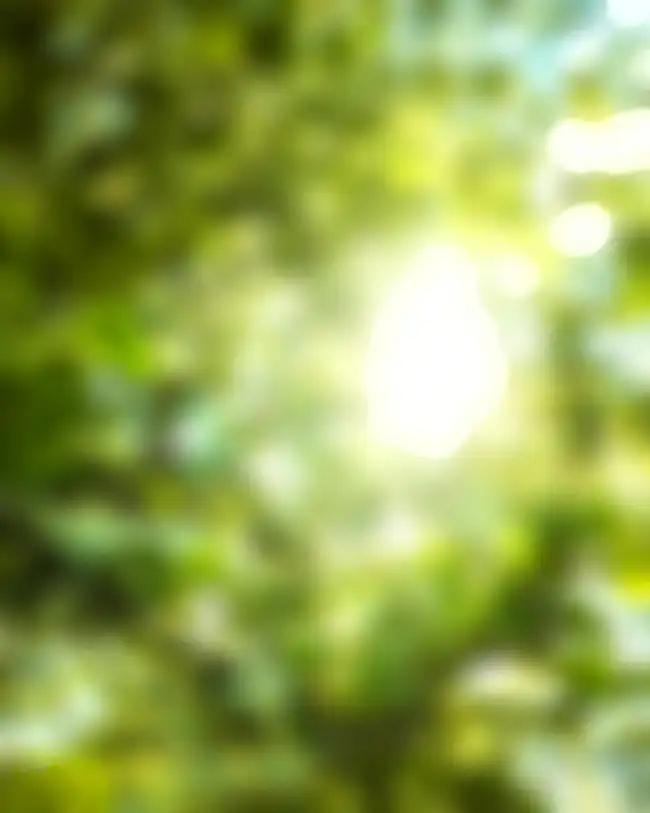 CB Green Nature Sunset Blur Background HD Download