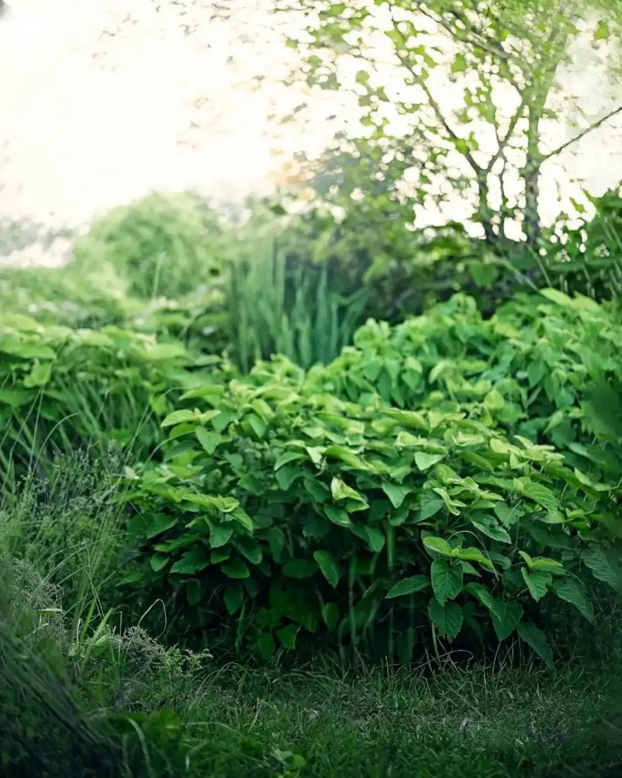 CB Group Of Plants Green Nature Background