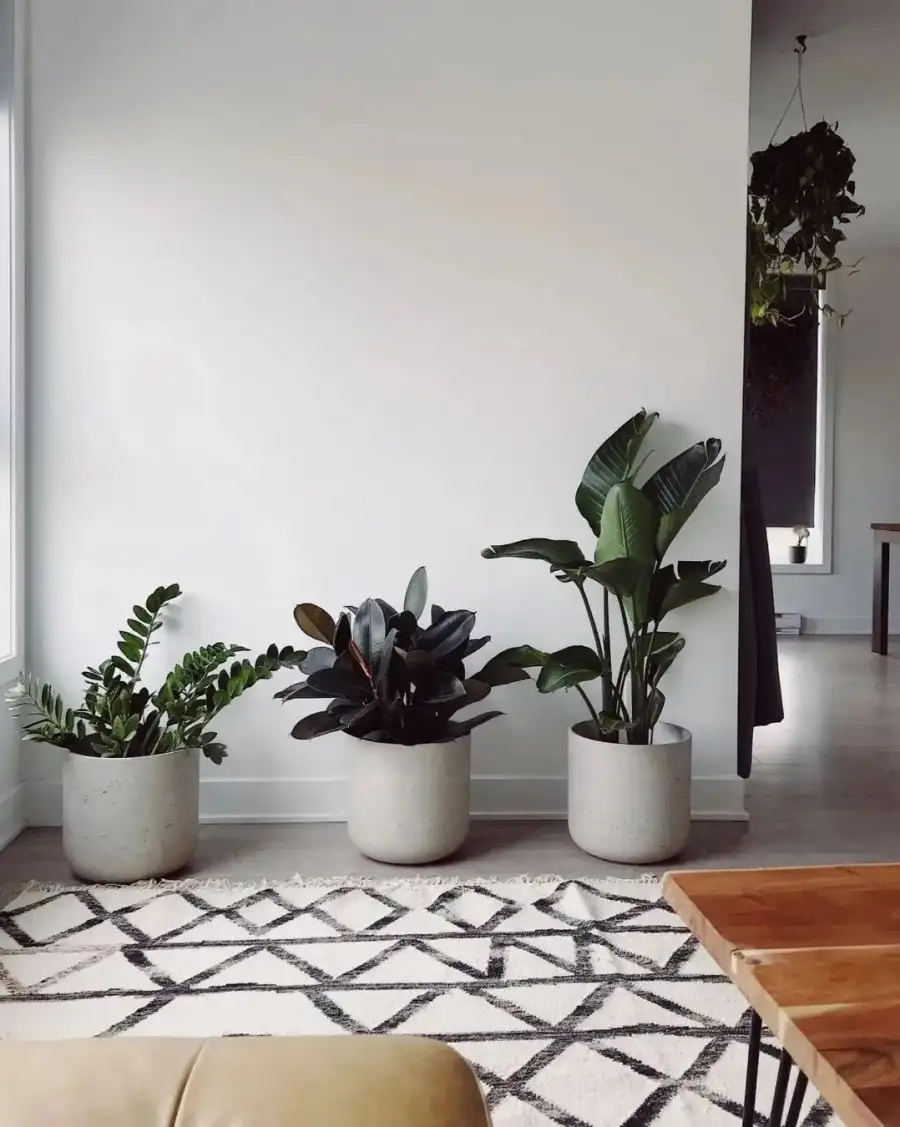 CB Group Of Potted Plants On A Table Background