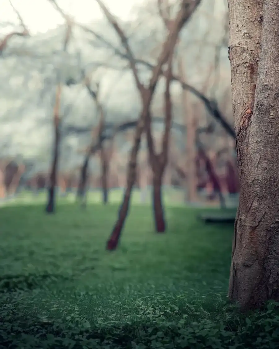 CB Group Of Trees In A Forest HD Background