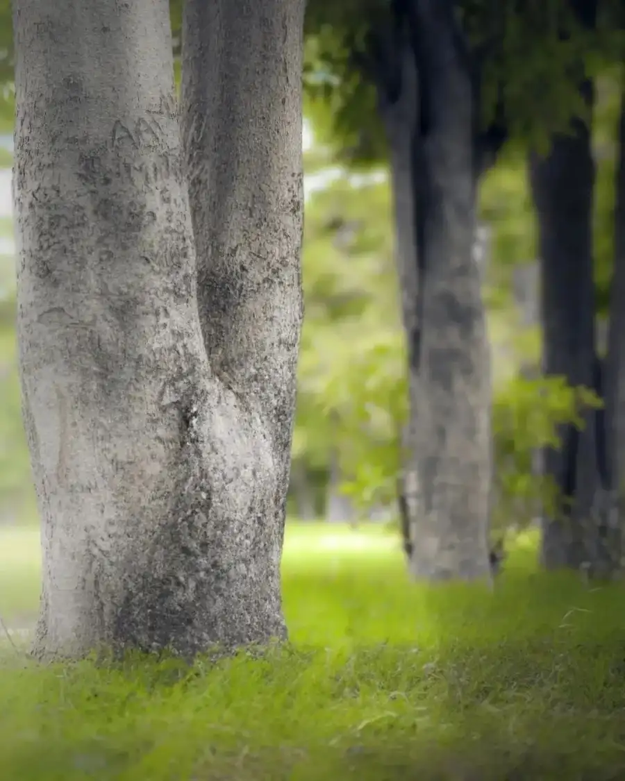 CB Group Of Trees In A Forest Nature Background