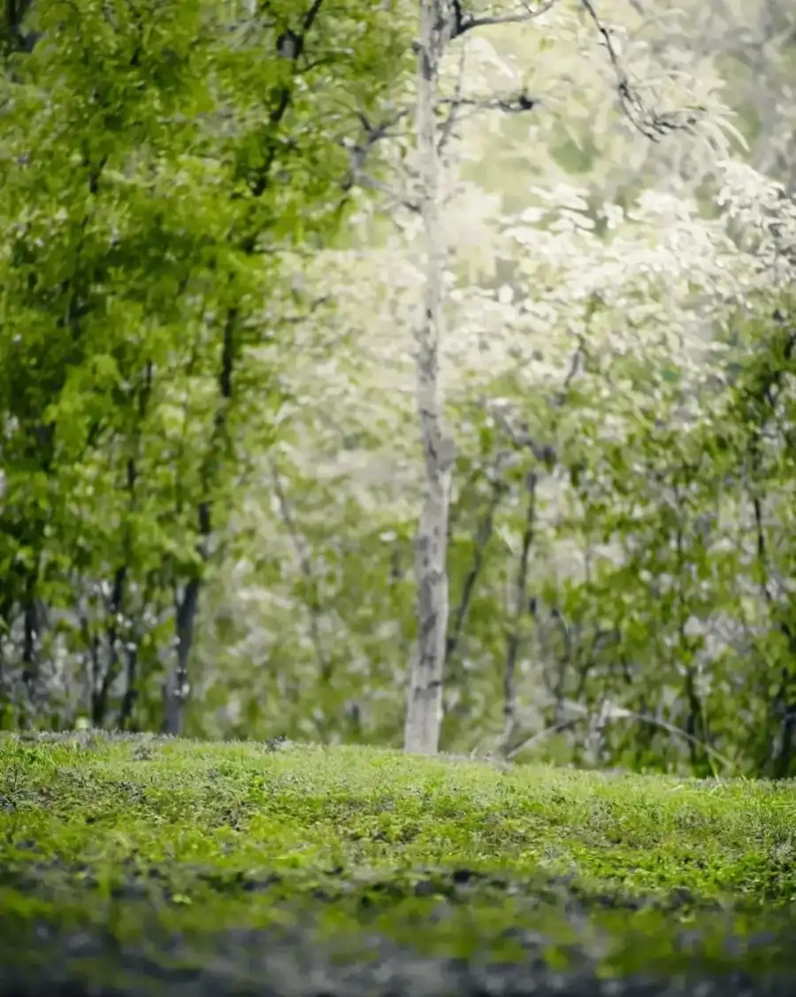 CB Group Of Trees With White Flowers Background