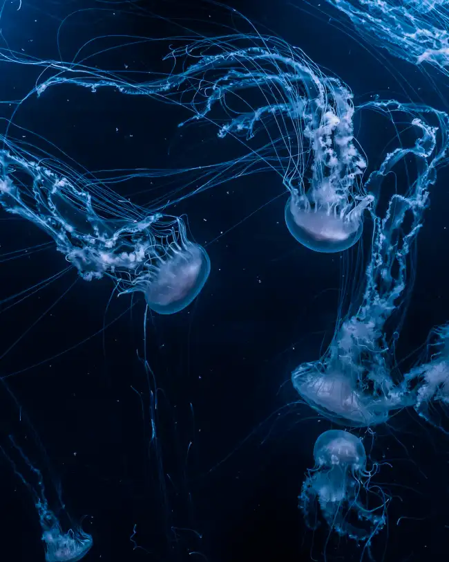 CB Jellyfish In Water Picsart Edit Background HD