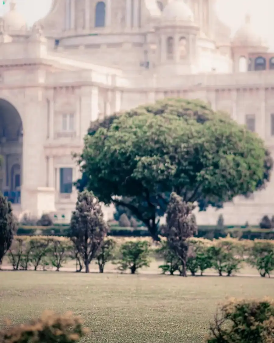 CB Large Tree In Front Of A Large White Building Background