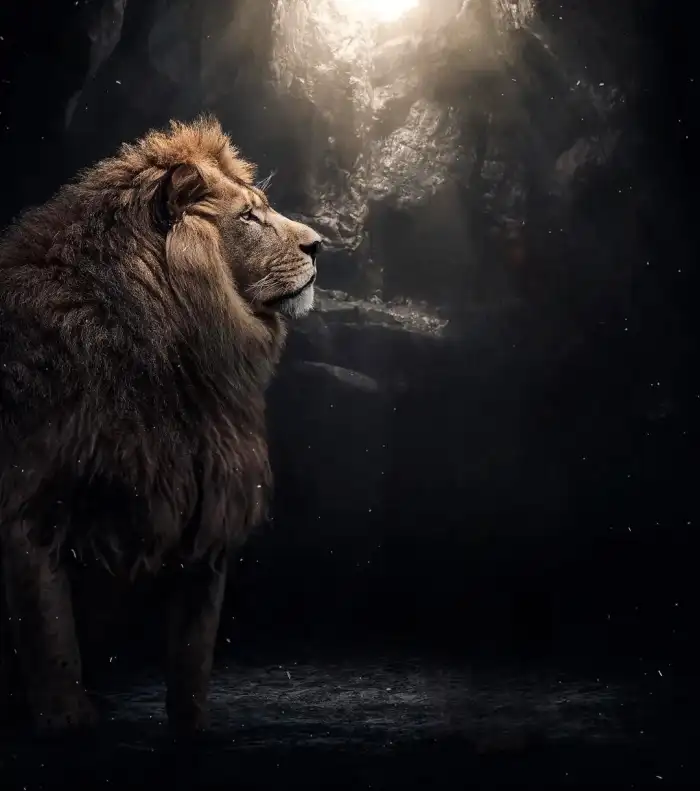 CB Lion Photo Editing Background HD Download