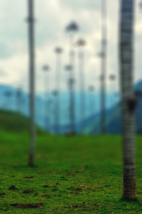 CB Long Tree Manipulation Background HD Download