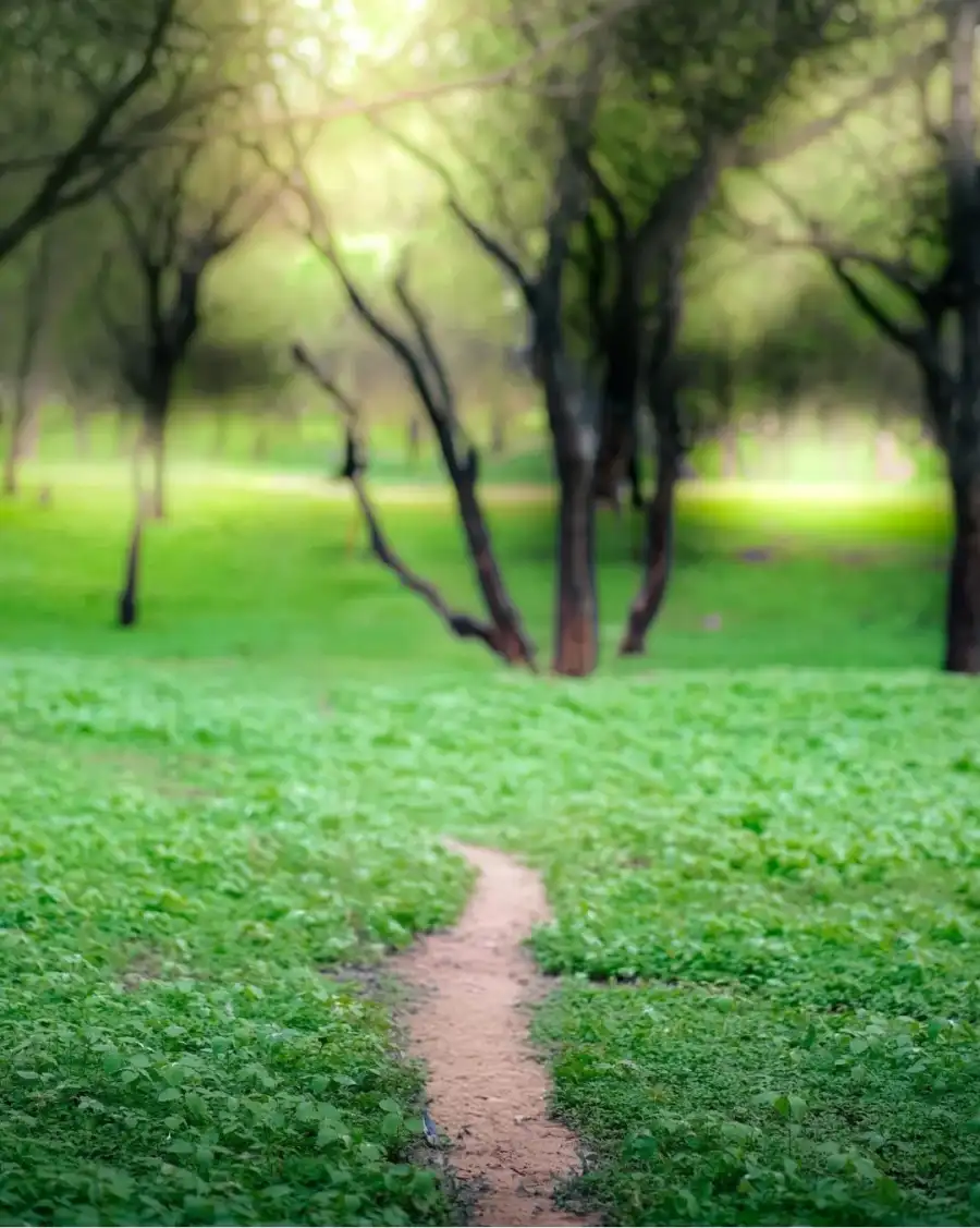 CB Path Through A Park Background Download Free