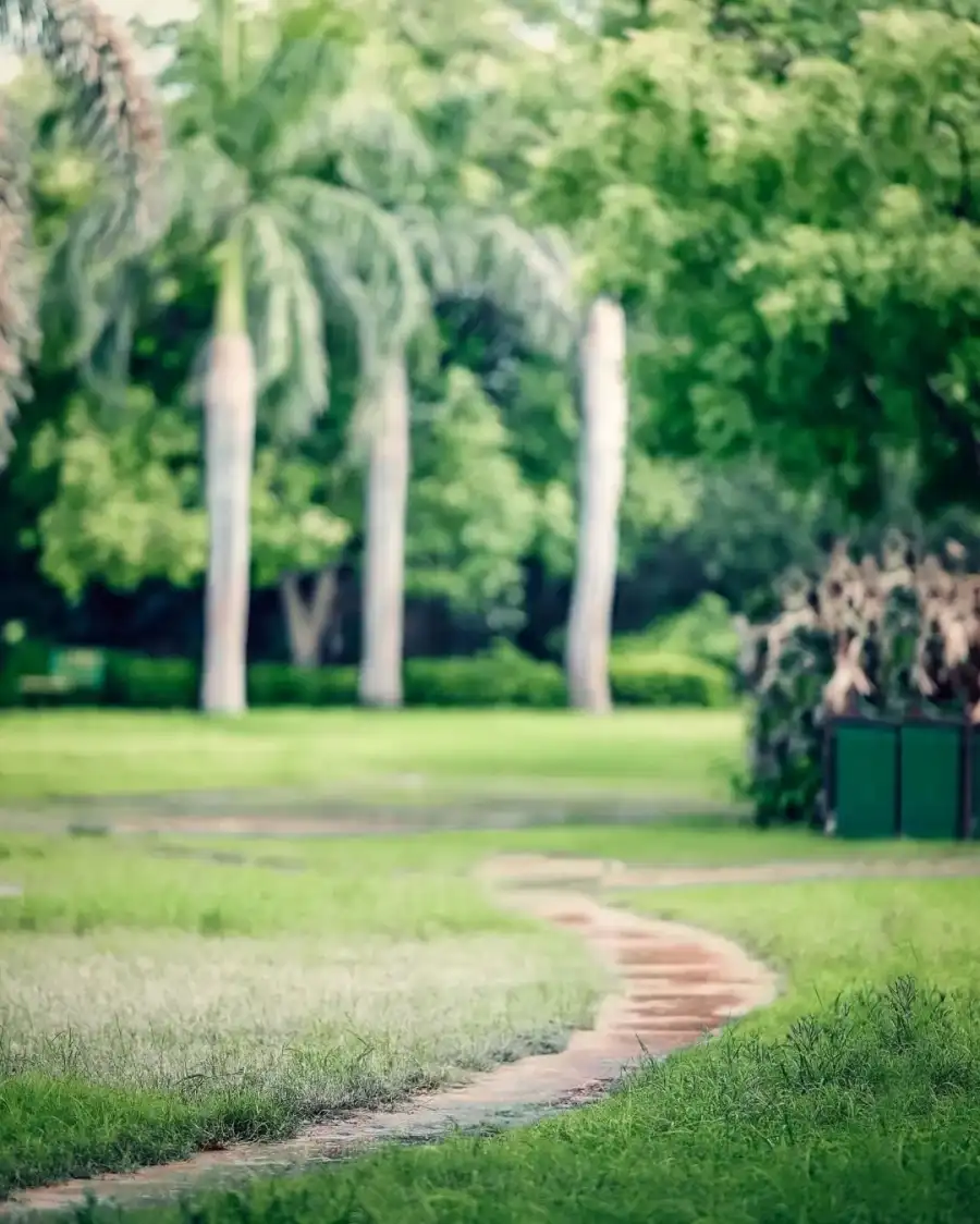 CB Path Through A Park Nature Background