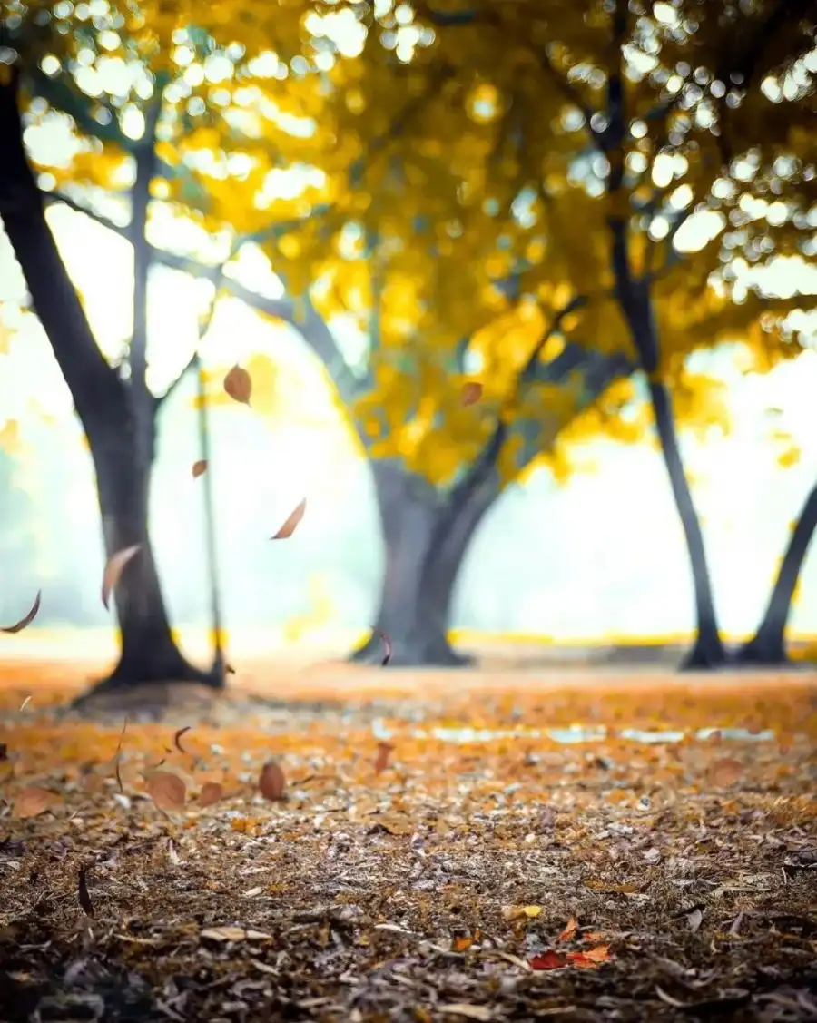 CB Path With Fallen Leaves Background