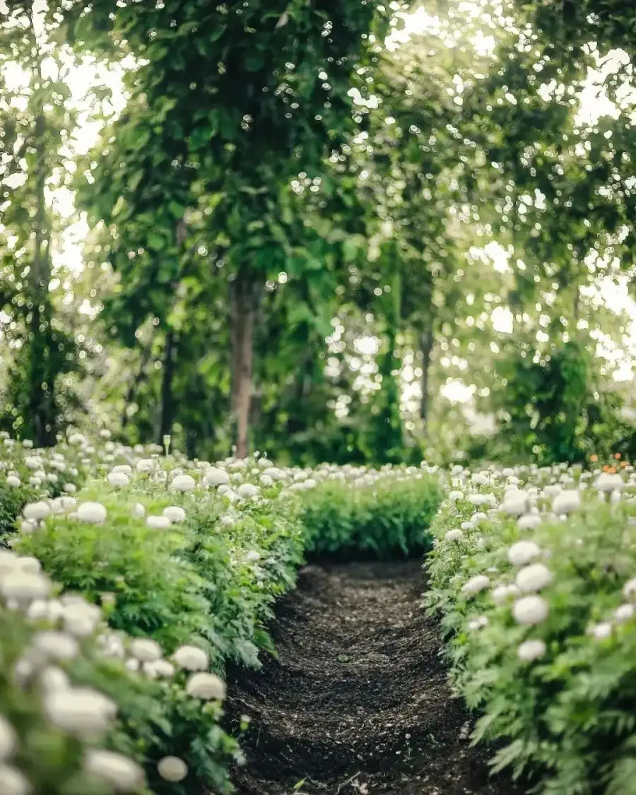 CB Path With Trees And Flowers On The Side Background