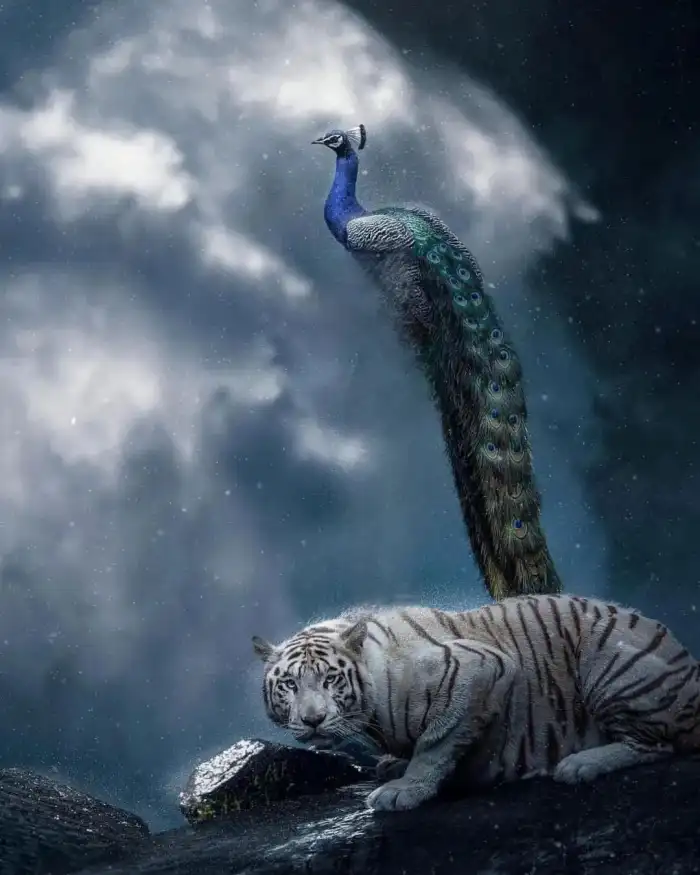 CB Picsart Editing  Peacock Bird Flying Over A Tiger Background