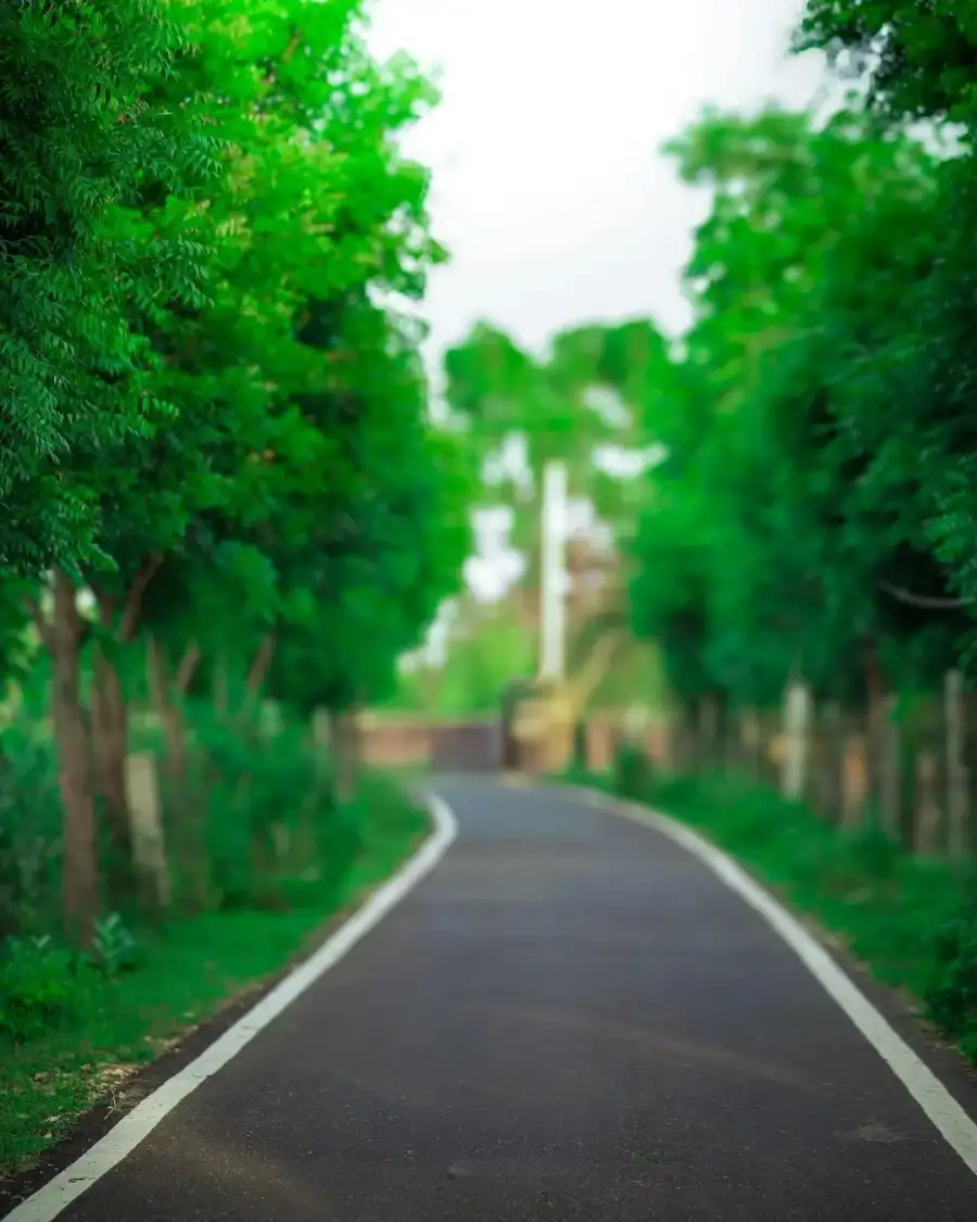 CB Road With Trees On The Side Background Full HD