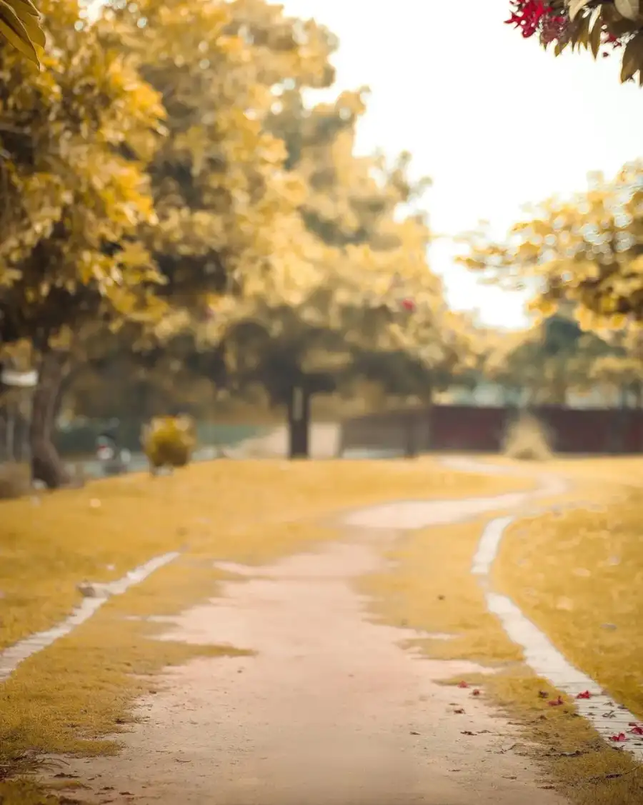 CB Road With Trees On The Side Background High Quality