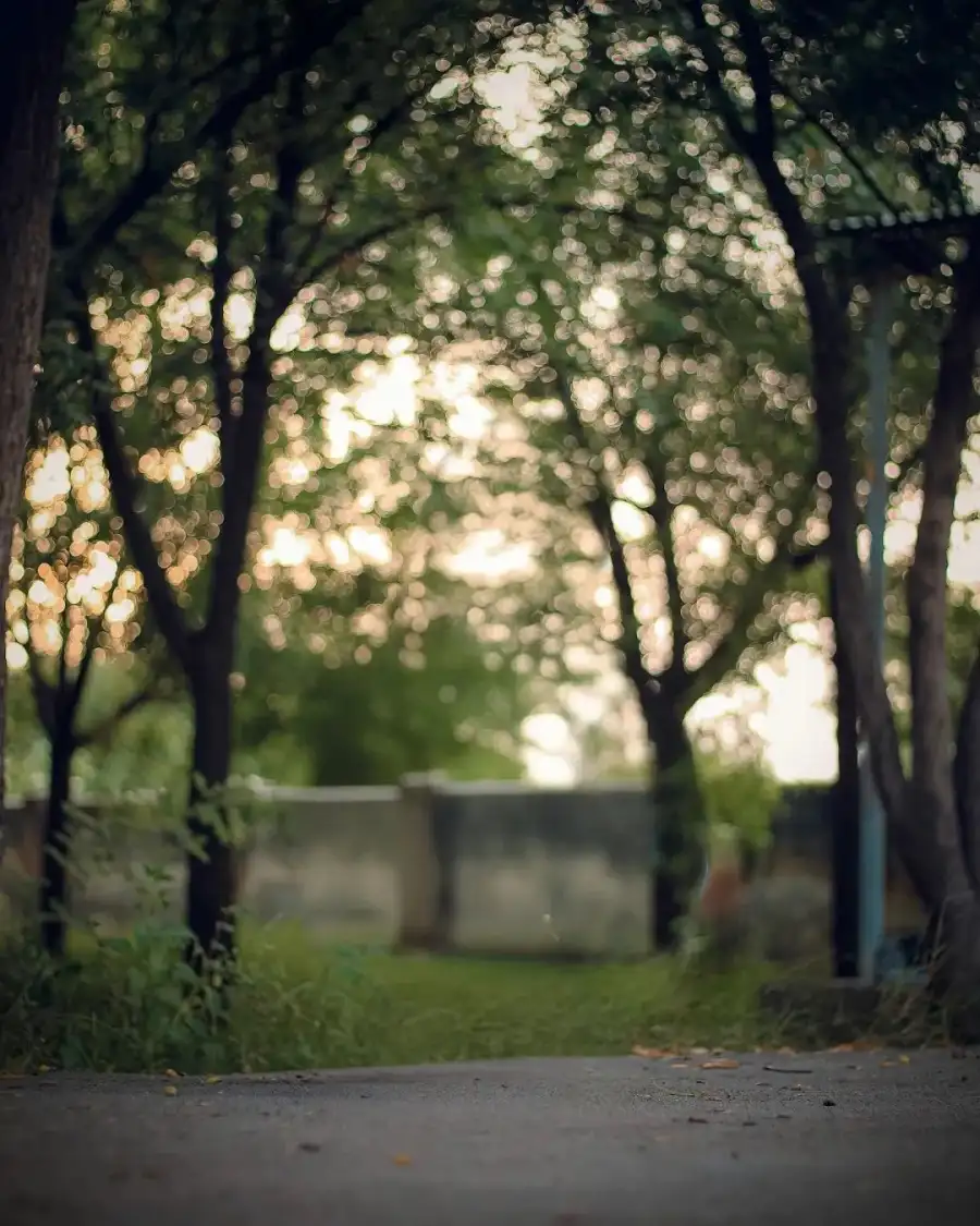 CB Road With Trees On The Side     Background