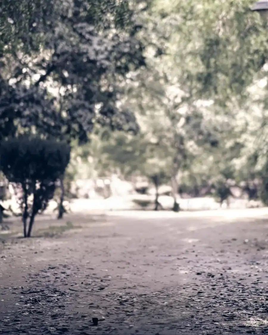 CB Road With Trees On The Side     Background