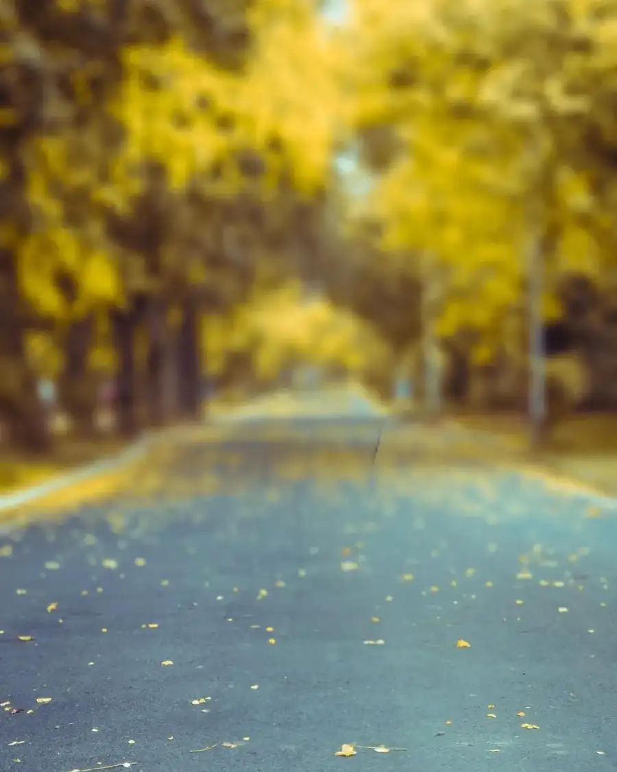 CB Road With Trees On The Side     Background