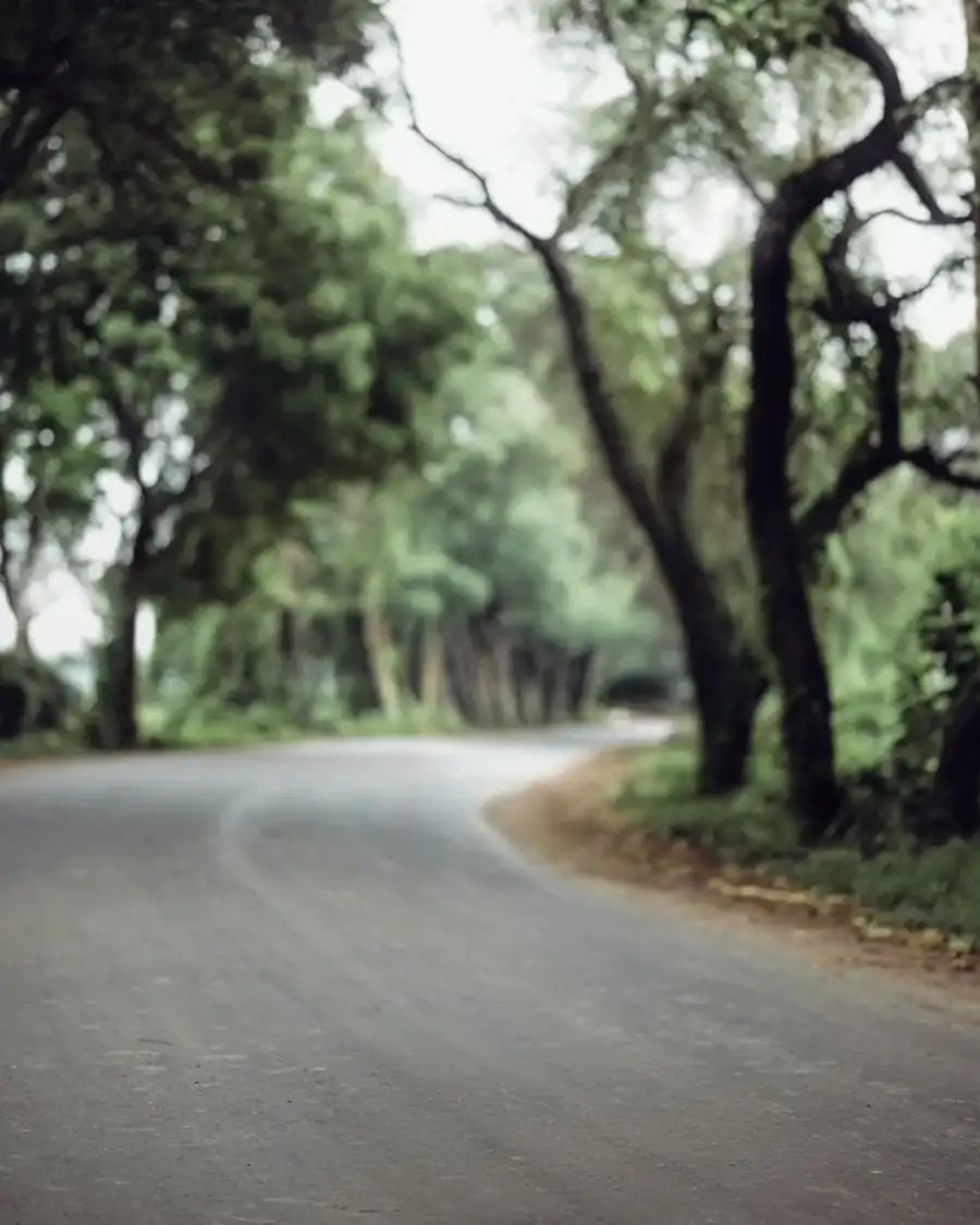 CB Road With Trees On The Side Photo Editing  Background