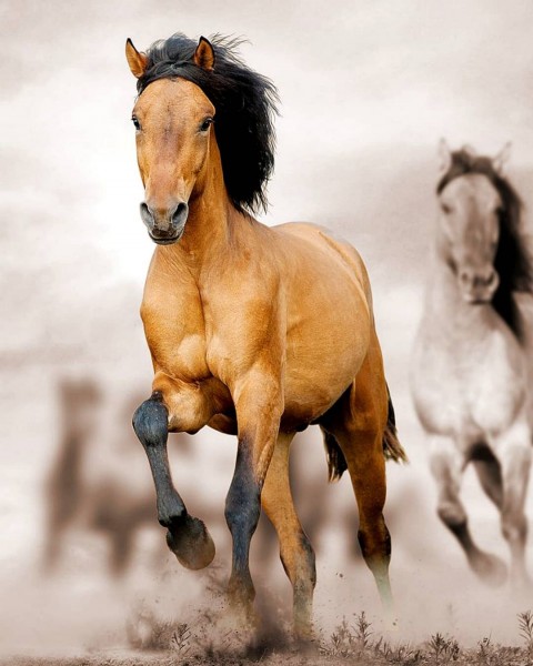 CB Running Horse Photo Editing Background HD