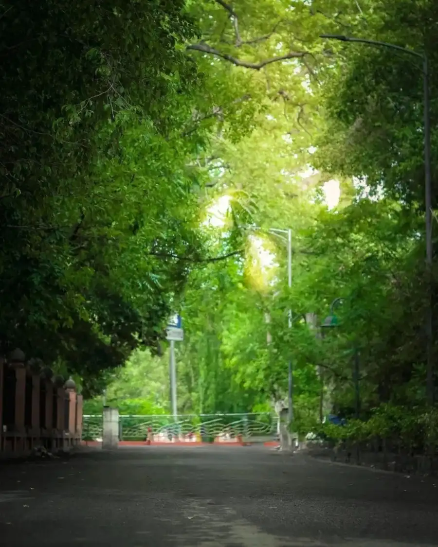 CB Street With Trees On The Side Background Full HD