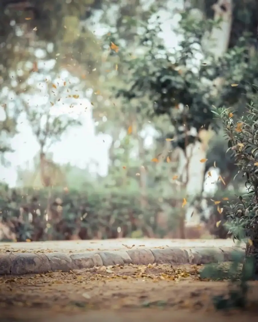 CB Tree Branch With Leaves Full HD Background