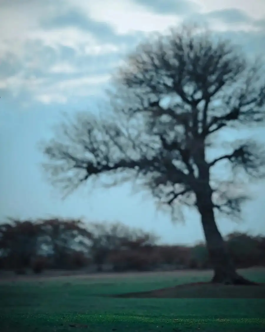 CB Tree In A Field Background