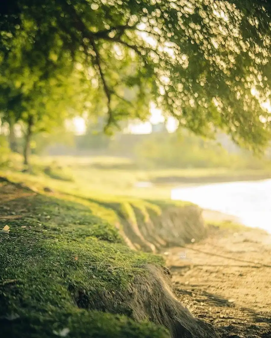 CB Tree Next To A Body Of Water Background HD