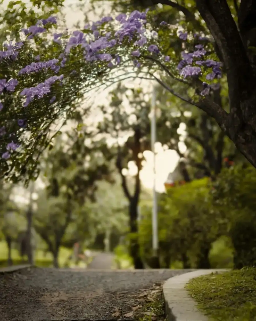 CB Tree With Purple Flowers Full HD Background