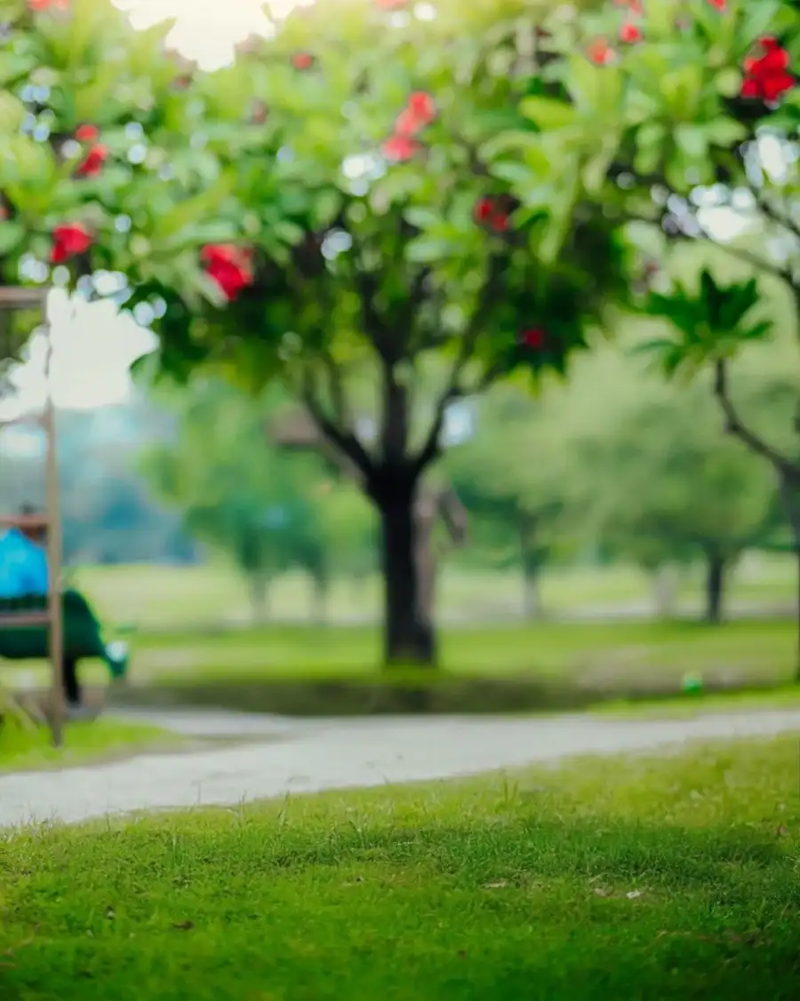 CB Tree With Red Flowers Background Full HD