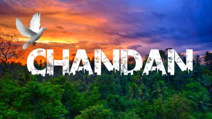 Chandan Urban Jungle Background Free Stock Free HD Images