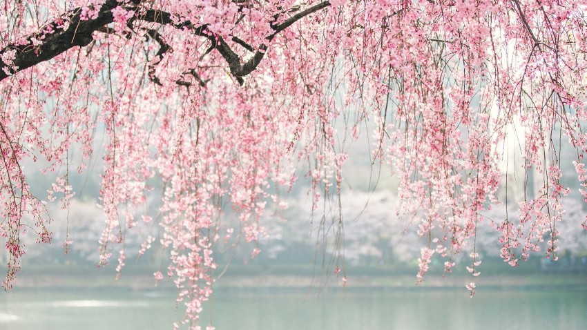 Cherry Blossom Tree Background Full HD Download