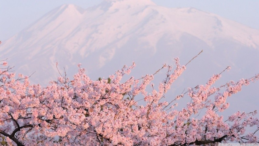 Cherry Blossom Tree Background Full HD Download