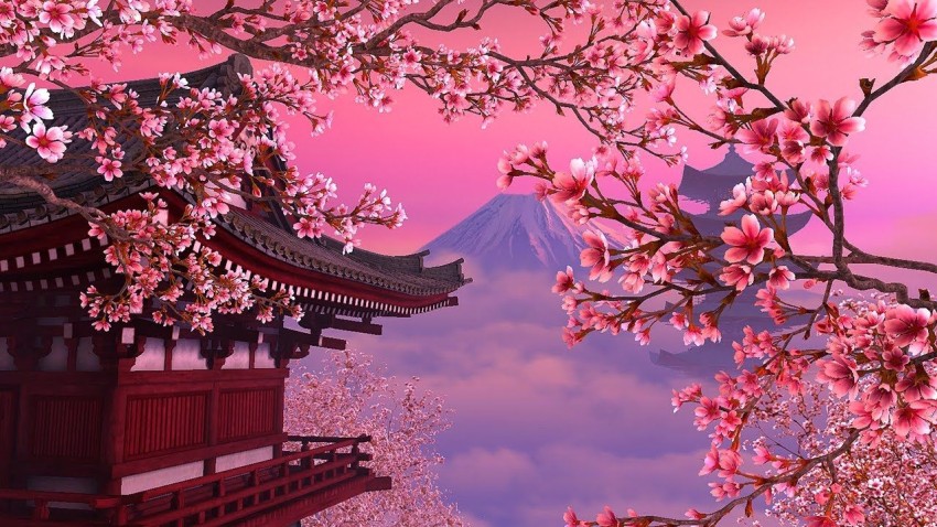 Cherry Blossom Tree Background Full HD Download