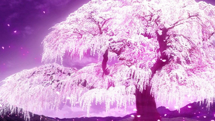 Cherry Blossom Tree Background Full HD Download