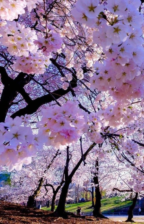 Cherry Blossom Tree Background HD Images Download