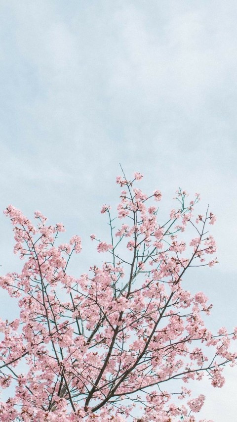 Cherry Blossom Tree Background HD Images Download