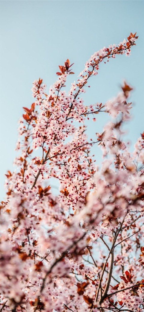 Cherry Blossom Tree Mobile Background HD Download