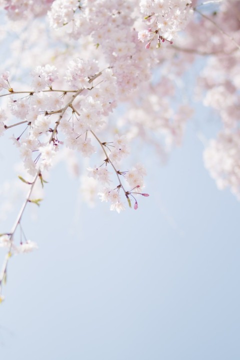 Cherry Blossom Tree Mobile Background HD Download