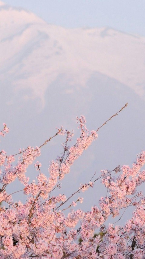 Cherry Blossom Tree Mobile Phone Wallpaper Background HD