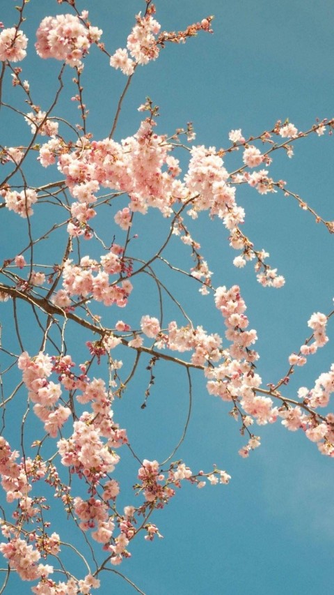 Cherry Blossom Tree Mobile Phone Wallpaper Background HD