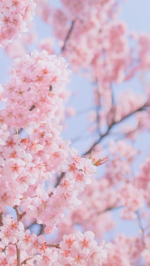 Cherry Blossom Tree Mobile Phone Wallpaper Background HD